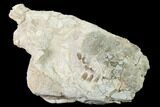 Bargain, Fossil Oreodont (Merycoidodon) Skull - Wyoming #169157-1